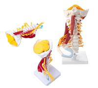 UIGJIOG Modello 1:1 della Colonna vertebrale cervicale a grandezza Naturale Vertebre cervicali Corpo vertebrale Cervicale Modello nervoso Anatomia Umana Midollo spinale Vertebre cervicali Scheletro