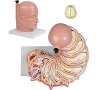 UIGJIOG Modello a Sezione Trasversale della Testa del Cervello Umano in 12 Parti Anatomia Cervello Umano Modello Smontabile Fetta Orizzontale Indicazioni Anatomiche Chiare l'Insegnamento Medico