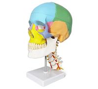 UIGJIOG Modello Anatomia Cranio Umano Modello Cranio Dipinto Vertebre Cervicali Arteria Nervosa,Calotta Cranica Rimovibile Denti della Mandibola Articolati Supporto Testa Cranio