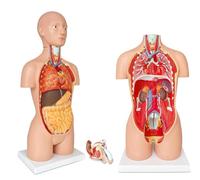 UIGJIOG Modello anatomico Anatomia del Torso Umano Modello 17", 16 Parti Modello Corporeo Rimovibile a Doppio Sesso con Cuore Cervello Organi Viscerali Strati Muscolari Vasi Nervi per l'Educazione