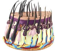 UIGJIOG Modello Anatomico Capelli Umani Ingrandimento della Pelle Processo di Crescita dei Capelli Follicolo Pilifero Anatomia Kit Scientifici Processo di Crescita dei Capelli Insegnamento