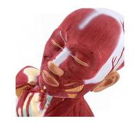 UIGJIOG Modello Anatomico dei Muscoli della Testa e Collo Modello Anatomico Testa Umana,Viso e dei Muscoli Collo Strumento Comunicazione Paziente-Medico Aiuto Formazione a Procedure Estetiche