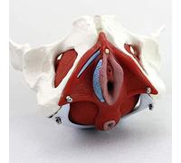 UIGJIOG Modello Anatomico del Bacino,Modello Modello Anatomico della Struttura del Bacino Femminile,Modello Femminile del Pavimento Pelvico,Organi Staccabili Muscoli Anatomici del Pavimento Pelvico