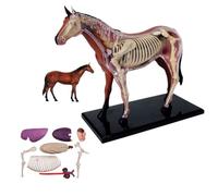 UIGJIOG Modello anatomico del Cavallo 26pcs Medical Horse Modello anatomico Biologia Animale Scheletro Organo Anatomia Modello Staccabile Puzzle