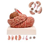 UIGJIOG Modello anatomico del Cervello Umano Modello di Cervello 1:1 Cervello anatomico con 9 Parti Staccabili e Base e 41 Modelli anatomici di identificazione della Posizione Cervello Umano