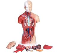 UIGJIOG Modello Anatomico del Corpo Umano del Torso 28 Cm / 45Cm / 55Cm Alto Materiale del PVC del Modello Dell'anatomia Umana del Modello, Modello Anatomico del Torso Staccabile