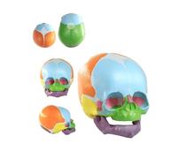 UIGJIOG Modello Anatomico del Cranio Fetale Umano A Grandezza Naturale, Modello di Cranio Infantile per Insegnamento, Apprendimento E Esposizione Medica, Dipinto A Mano