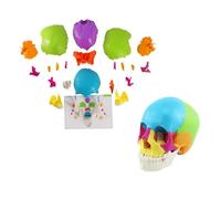 UIGJIOG Modello anatomico del Cranio Umano Modello disarticolato del Cranio Umano Adulto 22 Parti Modello anatomico Cranio Cranio a grandezza Naturale l'apprendimento dell'insegnamento Medico