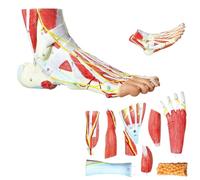 UIGJIOG Modello anatomico del Piede in 9 Parti 81 segni digitali Modello anatomico del Piede Umano Modello del Piede Ossa Muscoli Legamenti Nervi Vasi sanguigni del Piede Umano
