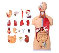 UIGJIOG Modello anatomico del Torso Umano 32 Parti Modelli di Corpo Umano a grandezza Naturale con Cuore, Testa, Cranio, Cervello, Strati viscerali e muscolari 33,4" Rimovibile