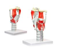 UIGJIOG Modello anatomico della Funzione della laringe 3X,Modello di laringe e faringe Modello Umano rinforzare la Struttura e la Funzione del Collo Medicina,Modello Funzionale della laringe 3X