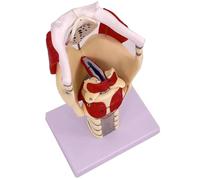 UIGJIOG Modello Anatomico della Laringe,Modello Funzionale della Laringe Modello Anatomico 3X del Modello della Faringe della Laringe Modello Umano Rafforzare La Struttura del Collo E La Medicina