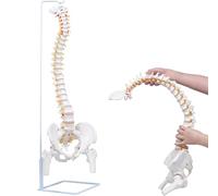 UIGJIOG Modello anatomico della Spina Dorsale da 85 cm Modello Flessibile della Colonna vertebrale Modello anatomico della Corda spinale Umano a grandezza Naturale Supporto Studio o educazione