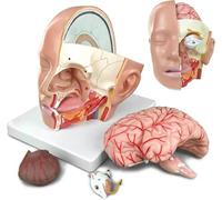 UIGJIOG Modello anatomico della Testa con Cervello Modello anatomico della Testa Umana Testa a grandezza Naturale in 4 Parti Sezione Trasversale del Cervello Anatomia per insegnamento