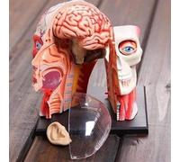 UIGJIOG Modello Anatomico della Testa Umana 14 Pezzi Testa Umana Staccabile Cranio Cervello Modello Anatomico Puzzle per Formazione Didattica Medica Laboratorio