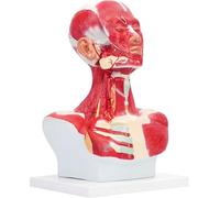 UIGJIOG Modello Anatomico della Testa Umana e dei Muscoli Addestramento al Viso in Micro Plastica Chirurgia Muscolare Facciale Modello Anatomico dei Muscoli Testa Collo e Torace Anatomia Umana