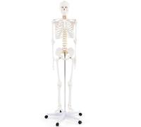 UIGJIOG Modello anatomico dello Scheletro 180 cm Modello di Scheletro Umano a grandezza Naturale Scheletro anatomico Medico del Corpo Umano con Supporto Rotante Lezioni di Anatomia Umana