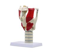 UIGJIOG Modello Anatomico di Laringe con Articolazioni Aritenoidi e Faringe Smontabili per la Formazione in ORL e la Simulazione Chirurgica Laringea Ingrandimento 3X del Modello