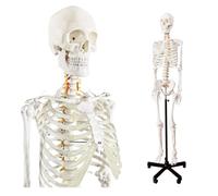 UIGJIOG Modello Anatomico di Scheletro Umano a Grandezza Naturale Modello Medico di Scheletro Umano con Sistema Nervoso 70,8 Pollici con Supporto Mobile per Studio Medico