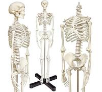 UIGJIOG Modello Anatomico di Scheletro Umano da 85 Cm con Supporto in Metallo Manichino Anatomico A metà Misura Modello di Scheletro Umano con Braccia E Gambe Mobili Modello di Scheletro Anatomico