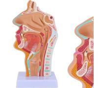 UIGJIOG Modello anatomico patologico di Bocca, Naso, Gola e Gola Modello anatomico della Gola della cavità nasale, Modello anatomico Umano della laringe della faringe per Studenti