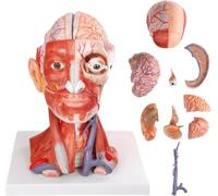 UIGJIOG Modello anatomico Testa e Collo Umano a grandezza Naturale con 10 Parti, con Cervello, Testa e Muscoli del Collo numerati con vasi, nervi e Modello del Cervello