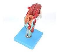 UIGJIOG Modello Anatomico Testa e Gola Modello Anatomico Laringe Umana Modello Collo con Lingua e Denti Anatomia Gola Modello Testa Tiroide Organo Medico Modello Laringe dello Scheletro