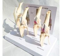 UIGJIOG Modello Articolazione Ginocchio Cane Modello Articolazione Ginocchio Cane Set 4 Stadi Modello Anatomia Dell'artrite Ginocchio Modello Articolazione Cane Osteoporosi Canina Anatomica