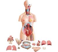 UIGJIOG Modello Busto Anatomia Umana da 85 Cm 32 Parti Rimovibili per L'insegnamento degli Grande Strumento Apprendimento delle Scienze per L'istruzione Scolastica Modelli Anatomici 3D del Corpo