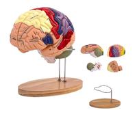 UIGJIOG Modello cerebrale a grandezza Naturale 2 Volte ingrandito Modello di Cervello Umano Anatomia Modello anatomico Cervello Umano 2X per neuroscienze Modello cerebrale Staccabile in 4 Parti