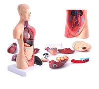 UIGJIOG Modello del Corpo Umano 28 Cm, Organi Interni Medici Anatomici 15 Pezzi Modello di Anatomia del Torso Umano con Cuore Scheletro del Cervello Modello di Scheletro per Insegnare
