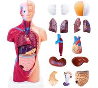 UIGJIOG Modello del Corpo Umano per Lo Studio dell'anatomia, Torso educativo da 11 Pollici, 15 Parti Staccabili con organi Interni, Modello di Anatomia Fai-da-Te per Studenti e Insegnanti