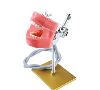 UIGJIOG Modello Denti Standard dentali Typodont in Acciaio Inossidabile Denti Finti Modello Denti per l'insegnamento Dentale Staffa Modello Dente dimostrativo Adjustbale Formazione e Coaching