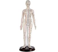 UIGJIOG Modello di Agopuntura da 50 Cm Modello di Agopuntura di Agopuntura Meridiani Uomini Umani Uomini Donne Massaggio Punta di Pressione E Meridiani dello Strumento di Educazione Corporeo,Femmes