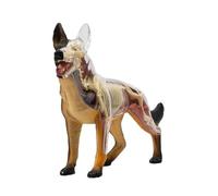 UIGJIOG Modello di Anatomia Animale dello Scheletro del Cane 4D con Il Modello Anatomico Staccabile di Biologia 29 Parti per La Dimostrazione di Insegnamento Animale Formazione Veterinaria