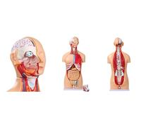UIGJIOG Modello di Anatomia del Busto Umano da 85 cm Modello di Torso a grandezza Naturale in 32 Parti con Testa del Cuore Teschio Cervello Modello di Strati muscolari viscerali