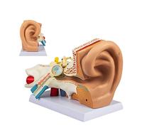 UIGJIOG Modello di Anatomia Dell'orecchio Umano Ingrandito 5 Volte 3Pezzi Rimovibili Orecchio Anatomico in Plastica L'istruzione Dell'orecchio Umano Che Visualizza L'orecchio Esterno Medio E Interno