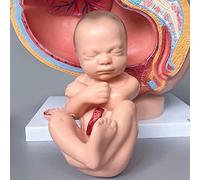 UIGJIOG Modello di Anatomia Pelvica per Gravidanza Femminile, Modello di Embrione Naturale di Gravidanza di Nove Mesi Include Modello Staccabile del Feto A Termine 4 Pezzi Dipinto A Mano