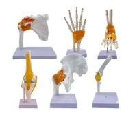 UIGJIOG Modello di articolazione Umana 6 Pezzi, Modello di Scheletro di Anatomia articolare a Sei articolazioni Spalla Gomito Anca Piede Mano Ginocchio Modello di articolazione educativo 1:1