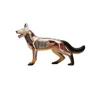 UIGJIOG Modello di Assemblaggio di Anatomia del Cane da Lupo Modello Anatomia Animale Scheletro 4D Skeleton Anatomici Organi Staccabili Parti Corpo