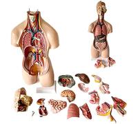 UIGJIOG Modello di Busto Umano 55Cm Modello Anatomico Torso Corpo Umano Modello Diaframma Toracico Cuore di PVC Anatomico Insegnante Medico Biologia di 19 Parti Rimovibili