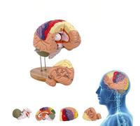 UIGJIOG Modello di Cervello Umano a Grandezza Naturale 2X Colorato Modello Anatomico del Cervello Modello di Cervello Smontabile in 4 Parti per Anatomia e Neuroanatomia Insegnamento Medico