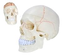 UIGJIOG Modello di Cranio, Modello di Anatomia del Cervello del Cranio Umano Modello di Cranio anatomico 11 Parti Staccabile con Suture Modello anatomico del Cranio con numerato etichettato