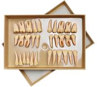 UIGJIOG Modello di Dente Permanente a Due Colori 32 Pezzi Modello di Dente 2,5 Modello di Denti Permanenti Resina Dentale Dimostrazione di Dente Educazione Insegnamento Studio