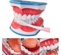 UIGJIOG Modello di Denti Orali Modello di Bocca Modello di Terapia Vocale Denti Dentali Modello di Denti da Spazzolare 6X con Lingua Mobile Protesi Orale