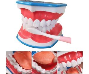 UIGJIOG Modello di Denti Orali Modello di Bocca Modello di Terapia Vocale Denti Dentali Modello di Denti da Spazzolare 6X con Lingua Mobile Protesi Orale