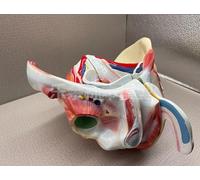 UIGJIOG Modello di Muscolo riproduttivo del Pavimento pelvico Maschile Strumenti didattici Medici Modello di Muscolo pelvico Maschile Modello anatomico a Livello pelvico Maschile
