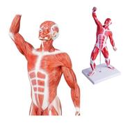 UIGJIOG Modello di Muscolo Umano Manichino 20" in Miniatura Sistema Muscolare Umano Figura Muscolare Umana Modello di Anatomia Corpo Umano per Lo Studio della Fisiologia Medica Strumento Didattico