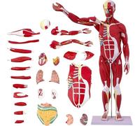 UIGJIOG Modello di Organo Muscolare Anatomia Umana Modello Muscolare 27 Parti 1/2 a 33 "Modello di Anatomia del Sistema Muscolare del Corpo Umano con organi Rimovibili e Anatomia Muscolare
