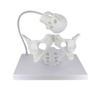 UIGJIOG Modello di Parto Modello di Bacino Femminile con Cranio fetale Modello di Parto pelvico Femminile Modello di Bacino dimostrativo del Parto Modello di Bacino di ostetricia Modello didattico